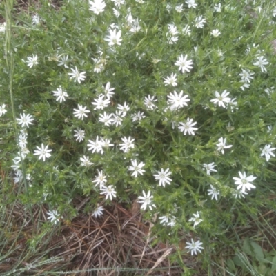 Stellaria pungens (Prickly Starwort) at Glenbog State Forest - 11 Dec 2023 by mahargiani