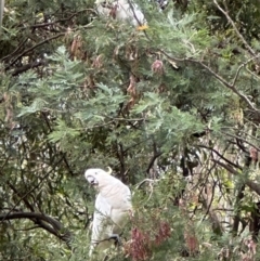 Acacia dealbata at Kambah, ACT - 12 Dec 2023