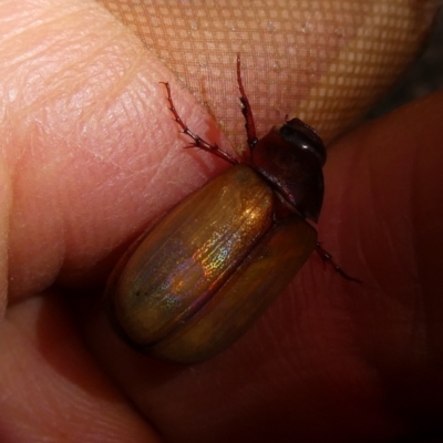 Sericesthis geminata (Pruinose scarab) at Mongarlowe River - 9 Dec 2023 by arjay