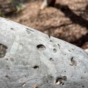 Formicidae (family) at Stirling Park (STP) - 3 Dec 2023 12:56 PM