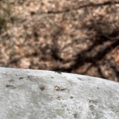 Formicidae (family) at Stirling Park (STP) - 3 Dec 2023