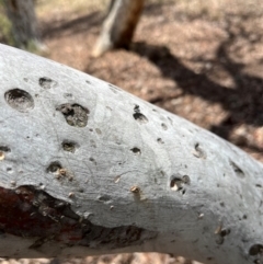 Formicidae (family) at Stirling Park (STP) - 3 Dec 2023 12:56 PM