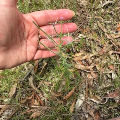 Epilobium billardiereanum subsp. cinereum (Hairy Willow Herb) at Kambah, ACT - 12 Dec 2023 by lbradley