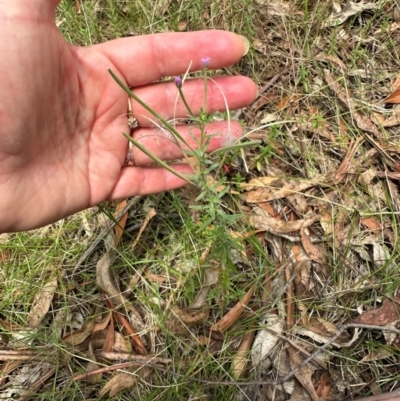 Epilobium billardiereanum subsp. cinereum (Variable Willow-herb) at Tidbinbilla Nature Reserve - 12 Dec 2023 by lbradley