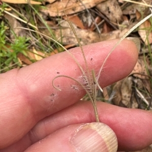 Epilobium billardiereanum subsp. cinereum at Kambah, ACT - 12 Dec 2023 11:24 AM