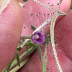 Epilobium billardiereanum subsp. cinereum at Kambah, ACT - 12 Dec 2023 11:24 AM