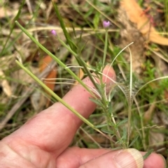 Epilobium billardiereanum subsp. cinereum at Kambah, ACT - 12 Dec 2023