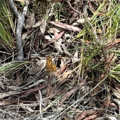 Heteronympha merope at Stirling Park (STP) - 3 Dec 2023