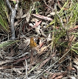 Heteronympha merope at Stirling Park (STP) - 3 Dec 2023