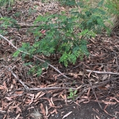 Indigofera australis subsp. australis (Australian Indigo) at Paddys River, ACT - 12 Dec 2023 by lbradley