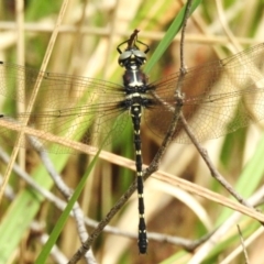 Eusynthemis guttata (Southern Tigertail) at Cotter River, ACT - 11 Dec 2023 by JohnBundock