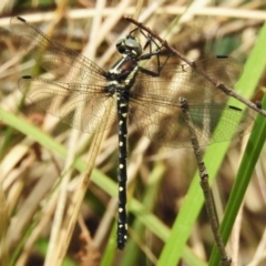 Eusynthemis guttata at Lower Cotter Catchment - 12 Dec 2023