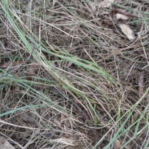 Rytidosperma sp. at QPRC LGA - suppressed