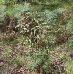 Brachychiton populneus subsp. populneus (Kurrajong) at Tidbinbilla Nature Reserve - 12 Dec 2023 by lbradley