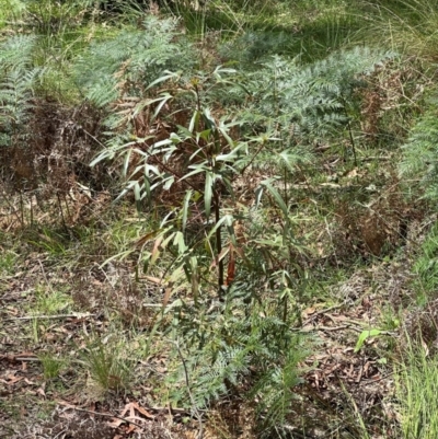Brachychiton populneus subsp. populneus (Kurrajong) at Paddys River, ACT - 12 Dec 2023 by lbradley