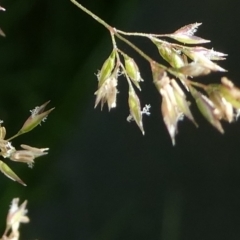 Agrostis sp. (Bentgrass) at QPRC LGA - 12 Dec 2023 by arjay