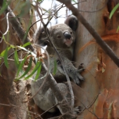 Phascolarctos cinereus (Koala) at Ormiston, QLD - 12 Dec 2023 by TimL