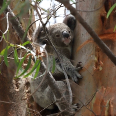 Phascolarctos cinereus (Koala) at Ormiston, QLD - 12 Dec 2023 by TimL