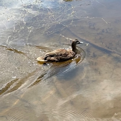 Anas superciliosa (Pacific Black Duck) at Kambah, ACT - 12 Dec 2023 by lbradley