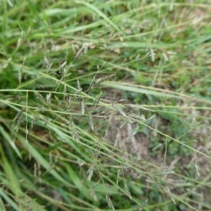 Eragrostis brownii at QPRC LGA - 12 Dec 2023