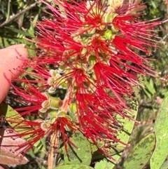 Melaleuca citrina (Crimson Bottlebrush) at Tidbinbilla Nature Reserve - 12 Dec 2023 by lbradley