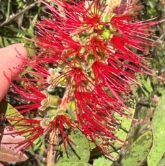 Melaleuca citrina (Crimson Bottlebrush) at Paddys River, ACT - 12 Dec 2023 by lbradley