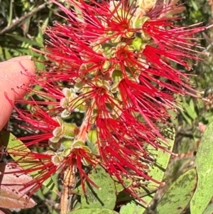 Melaleuca citrina at Paddys River, ACT - 12 Dec 2023