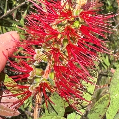 Melaleuca citrina (Crimson Bottlebrush) at Paddys River, ACT - 12 Dec 2023 by lbradley