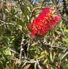 Melaleuca citrina at Paddys River, ACT - 12 Dec 2023