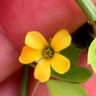 Oxalis sp. (Wood Sorrel) at Paddys River, ACT - 11 Dec 2023 by lbradley