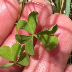 Oxalis sp. at Tidbinbilla Nature Reserve - 12 Dec 2023