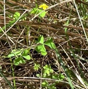 Oxalis sp. at Tidbinbilla Nature Reserve - 12 Dec 2023