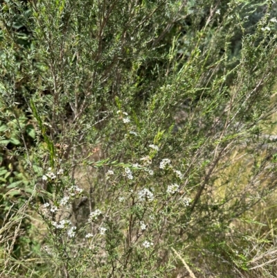 Kunzea ericoides (Burgan) at Paddys River, ACT - 11 Dec 2023 by lbradley