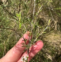 Kunzea ericoides at Paddys River, ACT - 12 Dec 2023