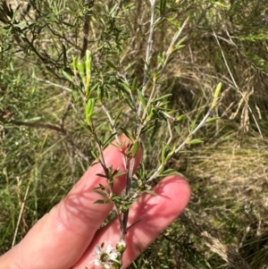 Kunzea ericoides at Paddys River, ACT - 12 Dec 2023