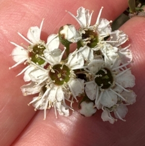 Kunzea ericoides at Paddys River, ACT - 12 Dec 2023