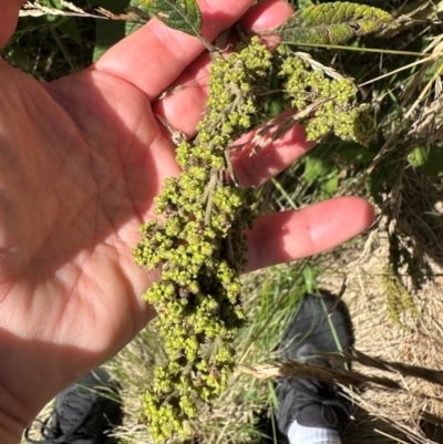 Pomaderris aspera (Hazel Pomaderris) at Paddys River, ACT - 12 Dec 2023 by lbradley
