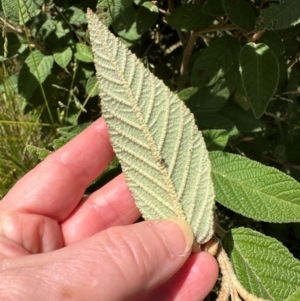 Pomaderris aspera at Paddys River, ACT - 12 Dec 2023