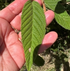 Pomaderris aspera at Paddys River, ACT - 12 Dec 2023