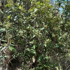 Pomaderris aspera at Paddys River, ACT - 12 Dec 2023