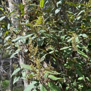 Pomaderris aspera at Paddys River, ACT - 12 Dec 2023