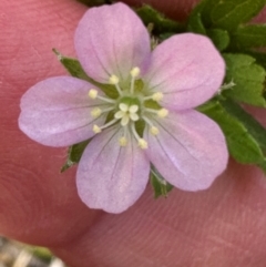 Geranium gardneri at Paddys River, ACT - 11 Dec 2023 by lbradley