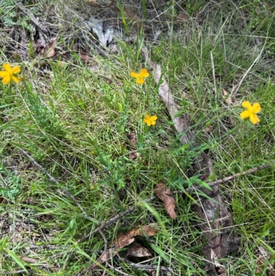 Hypericum gramineum (Small St Johns Wort) at Tidbinbilla Nature Reserve - 11 Dec 2023 by lbradley