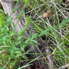 Hypericum gramineum at Tidbinbilla Nature Reserve - 12 Dec 2023