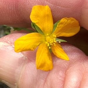 Hypericum gramineum at Kambah, ACT - 12 Dec 2023 10:43 AM