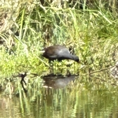 Gallinula tenebrosa (Dusky Moorhen) at Paddys River, ACT - 11 Dec 2023 by lbradley