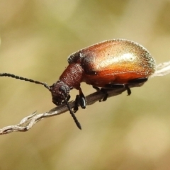Ecnolagria grandis (Honeybrown beetle) at Cotter River, ACT - 11 Dec 2023 by JohnBundock