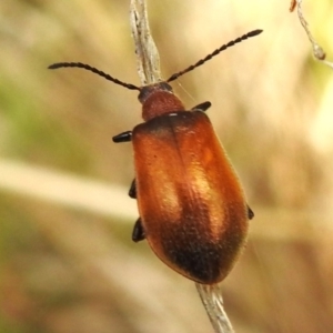 Ecnolagria grandis at Lower Cotter Catchment - 12 Dec 2023