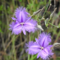 Thysanotus tuberosus subsp. tuberosus (Common Fringe-lily) at Cotter River, ACT - 11 Dec 2023 by JohnBundock