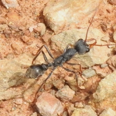 Myrmecia sp. (genus) (Bull ant or Jack Jumper) at Lower Cotter Catchment - 11 Dec 2023 by JohnBundock